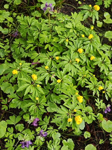 Yellow Anemone (Anemonoides ranunculoides)