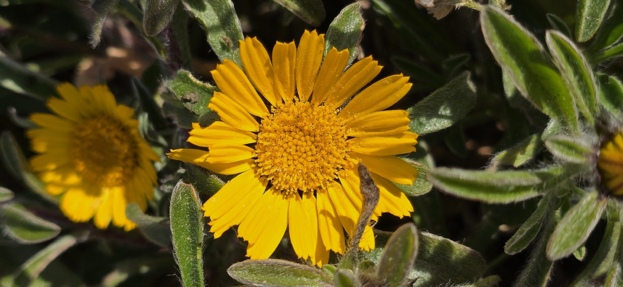 Pallenis Maritima (Pallenis maritima)