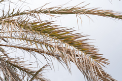Phoenix theophrasti, photograph (c) Eleftherios Katsillis, some rights reserved (CC BY)