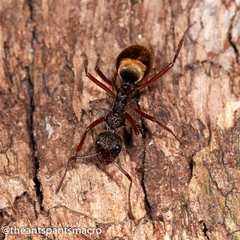 Dolichoderus extensispinus