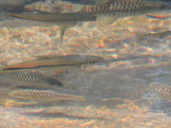 Side Striped Barb photo 2