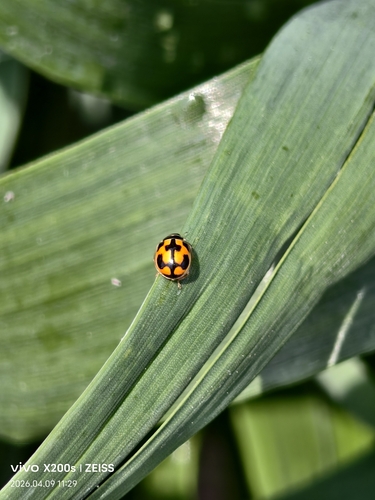 Turtle Vein Lady Beetle