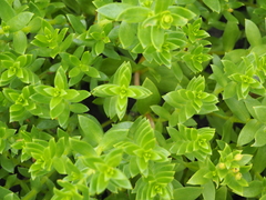 Honckenya peploides major