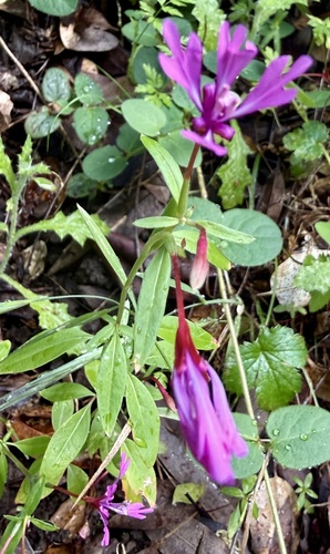 Red Ribbons (Clarkia concinna)