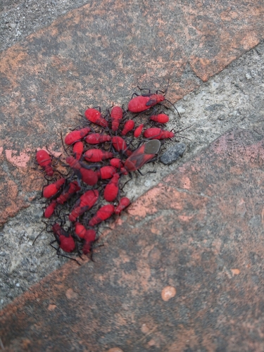 Leptocoris vicinus