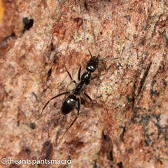 Leptomyrmex burwelli