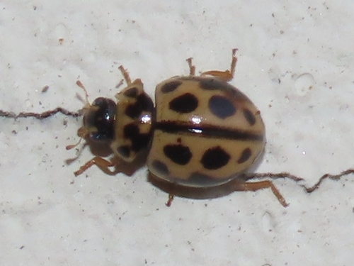 16-spot Ladybird, Westvliet, Den Haag, Nederland, photo 7 of 10