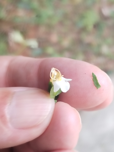 Malaya Eyebright (Torenia polygonoides)