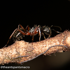 Camponotus hartogi
