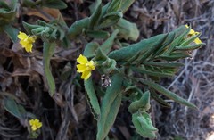 Goodenia amplexans