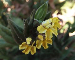 Goodenia amplexans