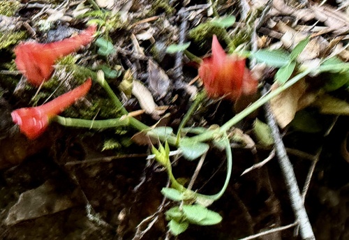 Red larkspur (Delphinium nudicaule)