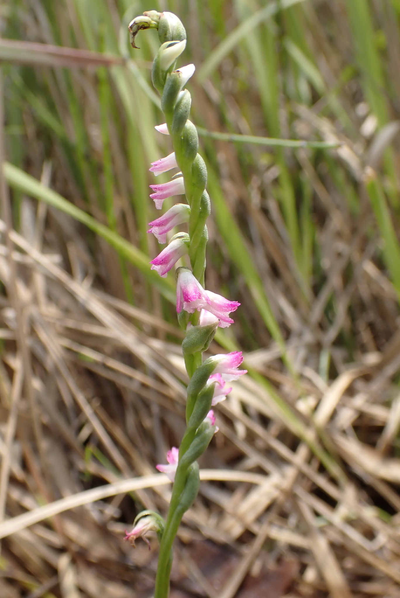 Chinese Spiranthes (Spiranthes sinensis)