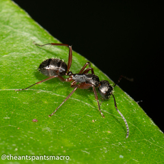 Camponotus hartogi