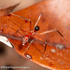 Leptomyrmex tibialis