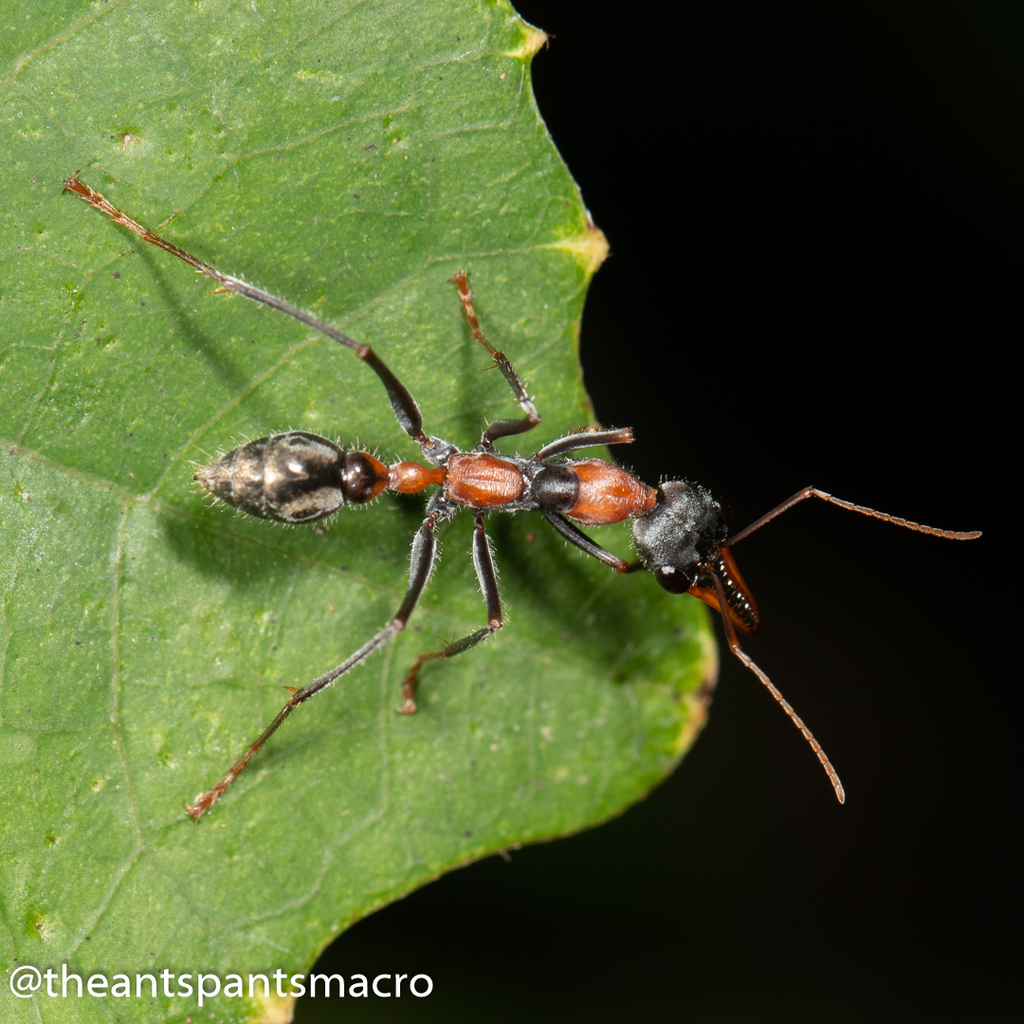 Jumping Jack Ant from Mount Nebo QLD 4520, Australia on March 15, 2020