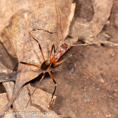 Leptomyrmex cnemidatus