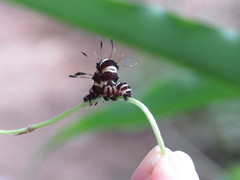 Tinolius eburneigutta