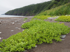 Honckenya peploides major