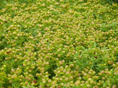 Honckenya peploides major