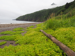 Honckenya peploides major