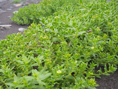 Honckenya peploides major