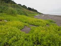 Honckenya peploides major