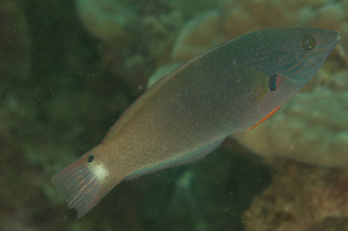 Blackspot Wrasse