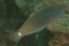 Blackspot Wrasse