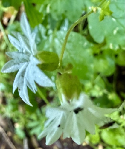 hillside woodland star (Lithophragma heterophyllum)