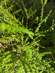 (c) David Thompson, some rights reserved (CC BY) Hypocalymma cordifolium, photograph (c) David Thompson, some rights reserved (CC BY)