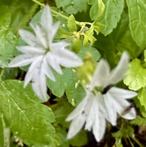 Lithophragma heterophyllum, photograph 6