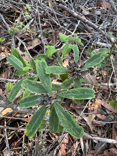 heart-leaved poison (Gastrolobium bilobum)