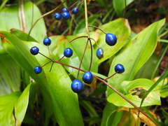 Clintonia udensis