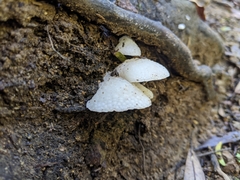 Favolaschia pustulosa