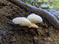 Favolaschia pustulosa