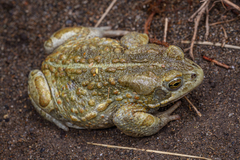 Mongolian Toad photo 1