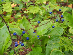 Clintonia udensis