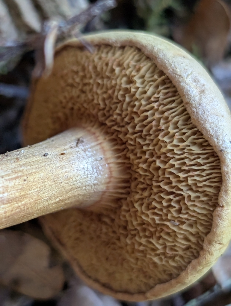 Chalciporus piperatus · April 2026 · photo: © uncivilisation (iNaturalist, cc-by)
