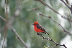 Pyrocephalus rubinus mexicanus