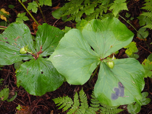 Kamchatka Trillium
