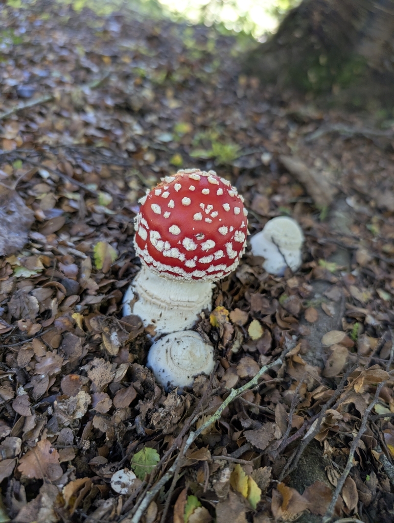 Amanita muscaria · April 2026 · photo: © uncivilisation (iNaturalist, cc-by)