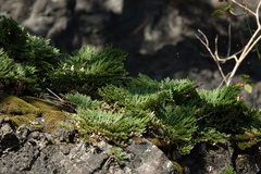 Selaginella tamariscina