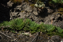 Selaginella tamariscina