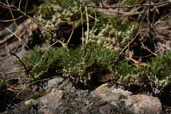 Selaginella tamariscina
