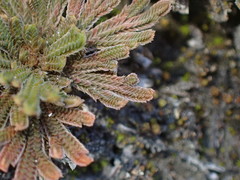 Selaginella tamariscina