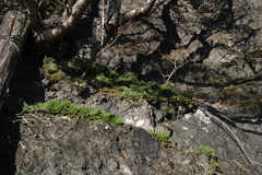 Selaginella tamariscina