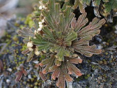 Selaginella tamariscina