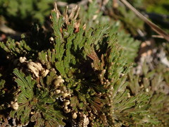 Selaginella tamariscina