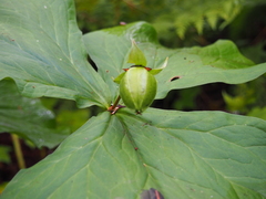 Trillium camschatcense